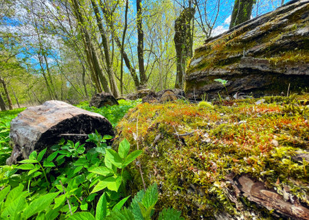The trunk of a tree, overgrown with moss and forest plants, lies on the ground. A tree trunk with moss in a spring meadow in the forest between logs and greeneryの写真素材