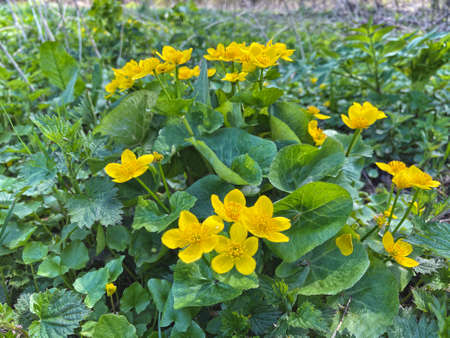 Yellow wild wildflowers with nettles. Spring background with yellow Blooming Caltha palustris, known as marsh-marigold and kingcup. Flowering gold colour plants in Early Spring with nettles.の写真素材