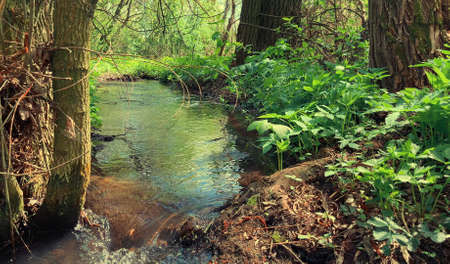 Beautiful green landscape of early spring, river flow through the spring forest. small forest stream among tree trunks and grass in the spring.の写真素材