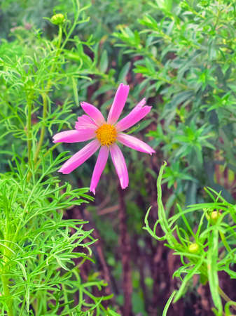 Pink aster flower in the garden on a background of greenery on a summer sunny day. Beautiful purple Cosmos flower in the garden. Violet flowers picturesの写真素材
