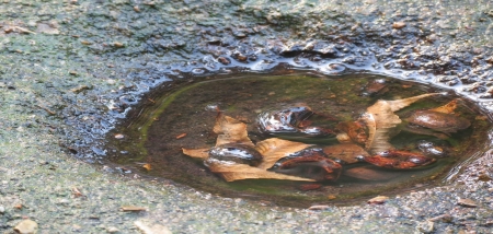              Water reflection with leaves                 