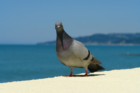 Suriosity pigeon looks into the lens. Sea on background.の写真素材