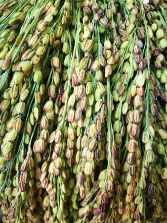 Close up of cut rice on rice fieldの写真素材