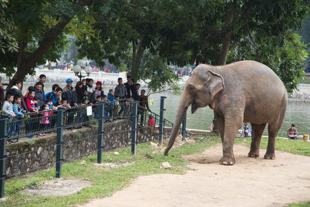 Hanoi, Vietnam - Jan 1, 2016: A giant elephant walking around near the electric fence to get food and fruit from visitors in Thu Le zoo, Hanoi capital city.のeditorial素材
