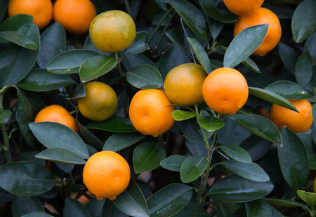 Kumquat, the symbol of Chinese lunar new yearの写真素材