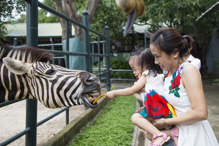 Hanoi, Vietnam - Aug 21, 2016: Asian little girl feeding a zebra at a zoo with special kind of food in Thien Duong Bao Son park, about 20km from Hanoi center.のeditorial素材