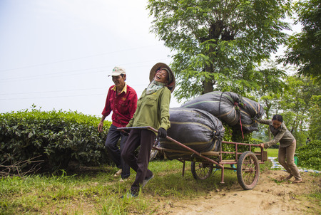 Phu Tho, Vietnam - Sep 16, 2016: Asian tea farmers carrying packages of tea from the hill to the tea factory. Female labor work hard as male one to earn a living in the country.のeditorial素材