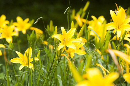 Beautiful yellow lily flower under the sunlight