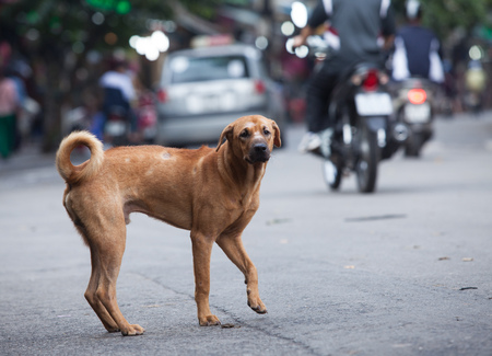 Lost dog standing on a crowded streetの写真素材