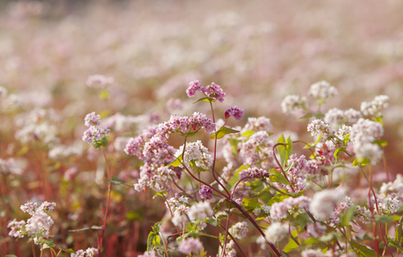 Close up of purple buckwheat (Tam Giac Mach in Vietnamese) flower in Ha Giang province, far north of Vietnam.の写真素材