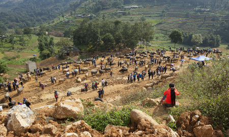 Lao Cai, Vietnam - Oct 17, 2015: Vietnamese farmers selling and buying water buffalo for agriculture activities and meat at Can Cau weekly traditional flea market.のeditorial素材
