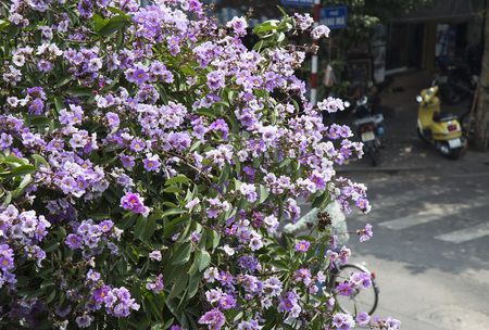 Lagerstroemia flowers with green leaves