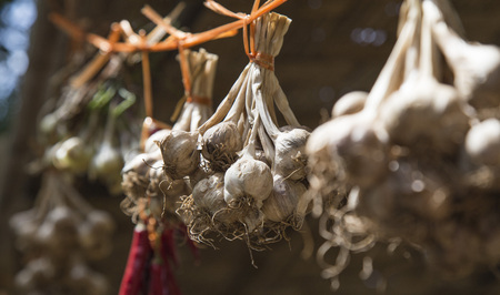 Close up of garlic hanging in the sunlight