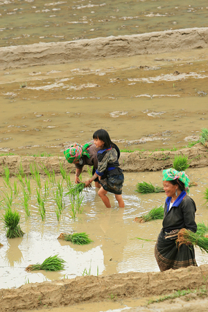 YEN BAI, VIETNAM - MAY 23, 2010: Unidentified Vietnamese minority farmers planting rice on paddy field at the beginning of a new season.のeditorial素材
