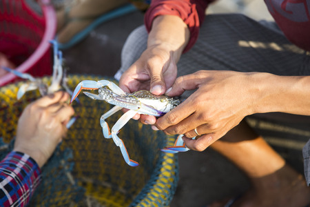 Asian fisherman taking spider crab from fishing tripの写真素材