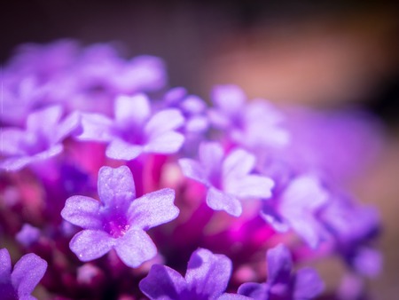 Macro shot of purple flowers on a sunny summer day