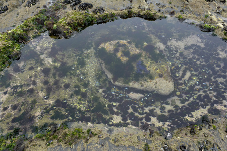 Puddle of water at low tide showing different animal and vegetable aspects of marine life