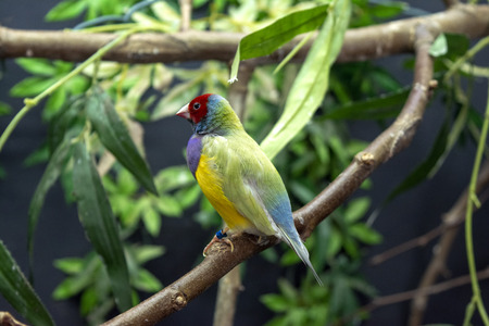Profile picture of a Diamond-of-gould (Erythrura gouldiae) in captivity