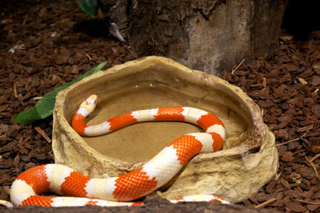 Beautiful specimen of a Mexican snake of the species Nelson's Milk Snake (Lampropeltis triangulum...
