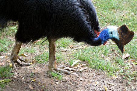Detail of the paws and head of the large Australian Cassowary bird (casuaries)の写真素材