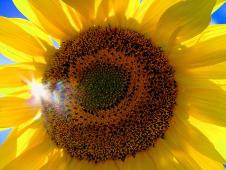 colourful sunflowerの写真素材