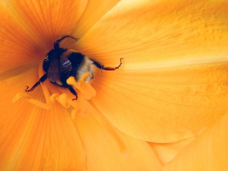 yellow orange flowers and gadfly, inside, beeの写真素材