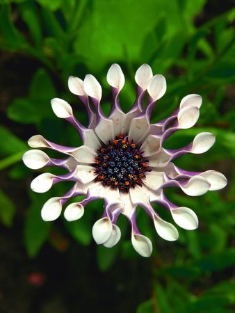 center white flower, dark green backgroundの写真素材