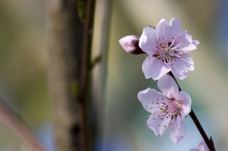 spring, blossom on colorful background