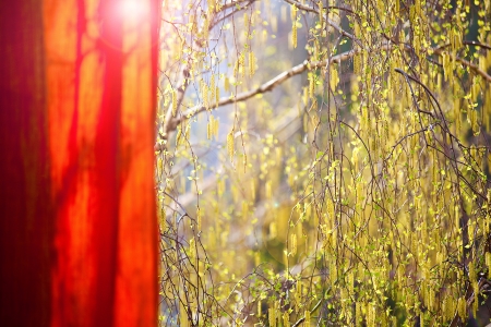 springの写真素材
