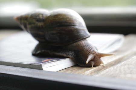 Big snail crawling on a notebookの写真素材