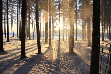 Trees in winter forest in the sunlightの写真素材