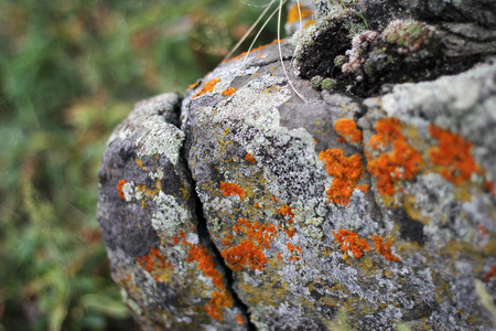 Lichen granite stonesの写真素材