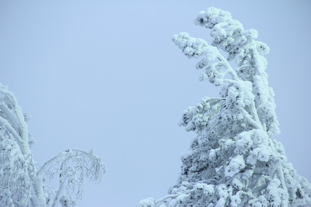 Frozen snowy treesの写真素材