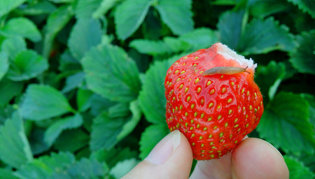 Slug Strawberryの写真素材
