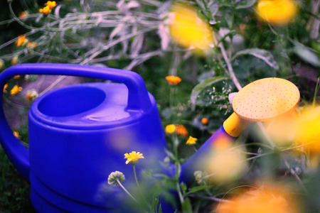Blue watering can and yellow flowersの写真素材