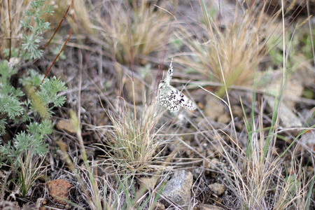 Marbled White Butterfly On A Grassの写真素材