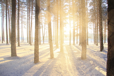 Trees in winter forest in the sunlightの写真素材