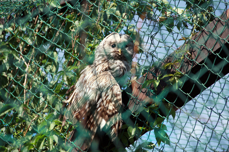 Strix uralensis, Ural owl in cageの写真素材