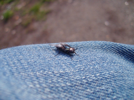 Fly, macro shot of fly on jean textureの写真素材