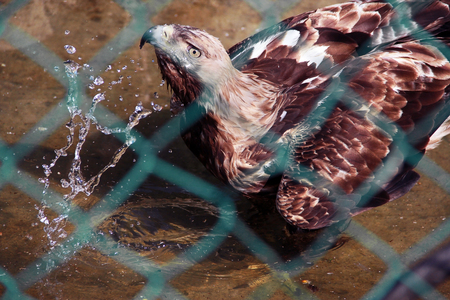 Eagle drinks water in a cageの写真素材