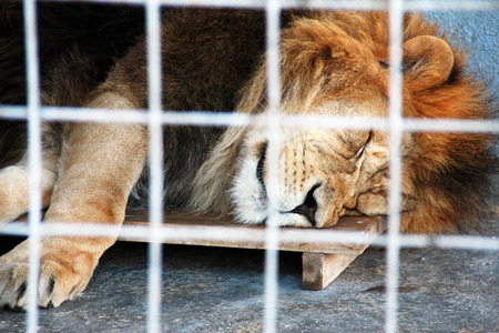 Sleeping lion in a cageの写真素材
