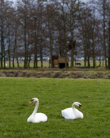 pair of swansの写真素材
