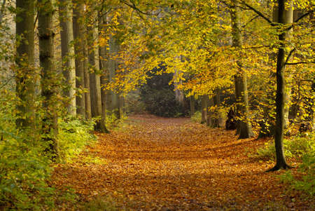 lane with leafsの写真素材