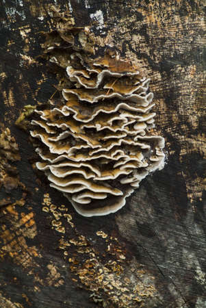 fairybenchesの写真素材