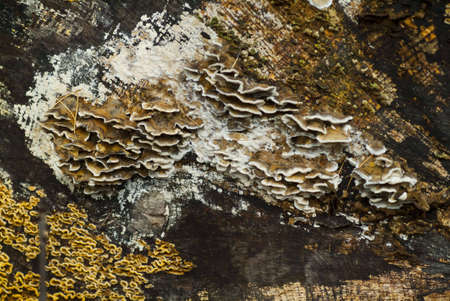 fairybenchesの写真素材