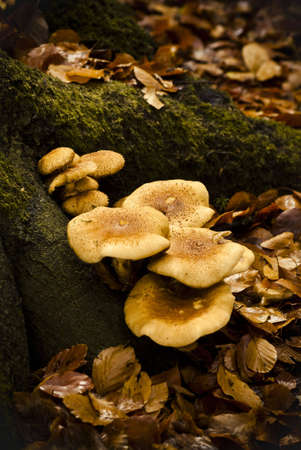 blewits on rotting trunkの写真素材