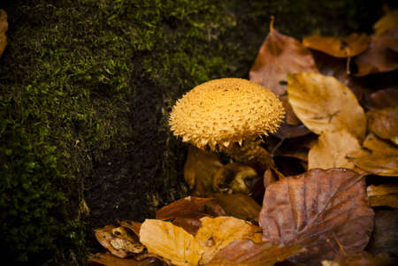 blewits on rotting trunkの写真素材
