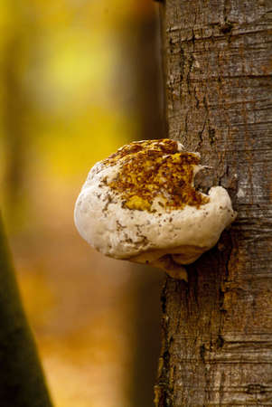 blewits on rotting trunkの写真素材