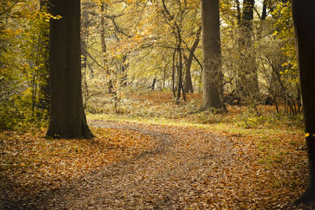 follow the pathの写真素材