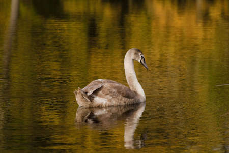 reflections of a swanの写真素材